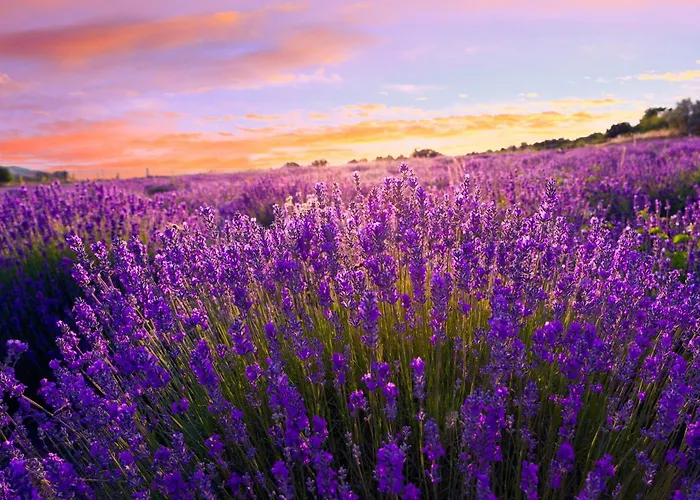 Дом отдыха Unit_type_semidetached_house 54624